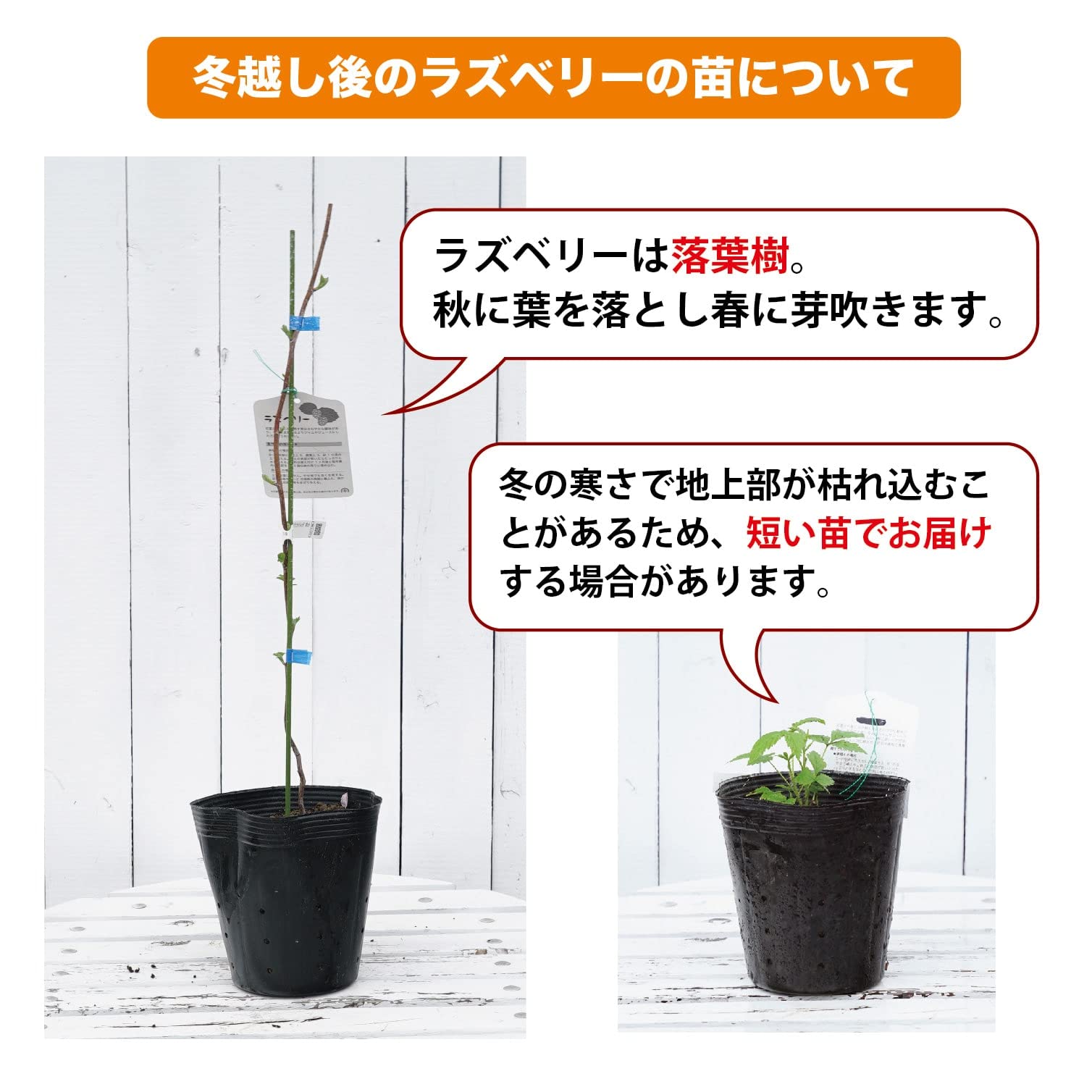 Amazon.co.jp: トゲなし ブラックベリー 【サテンブラック】 5号ポット